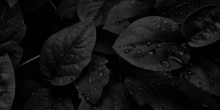 Black and white leaves.