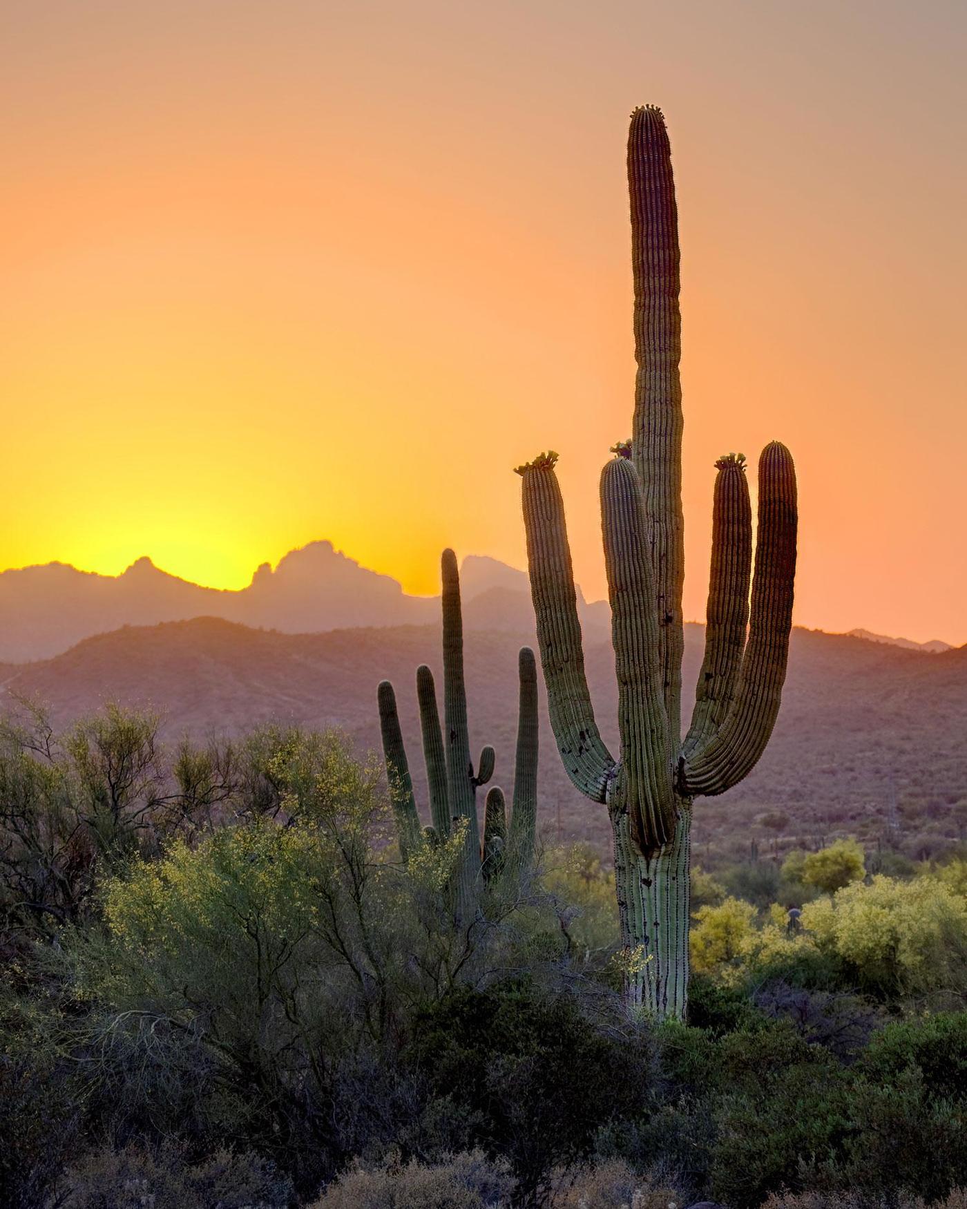 Arizona Wellness Communities Live Healthy at Canyon Ranch Tucson