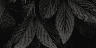 Close-up image of black and white leaves.